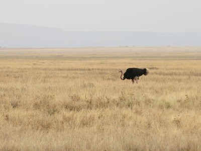 An ostrich in the Serengeti