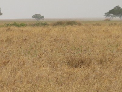 Can you spot the Cheetah??