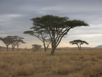 Pre sunset in the Serengeti