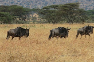 3 of a million wildebeests
